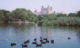 central_park_09.jpg (11537 oCg)