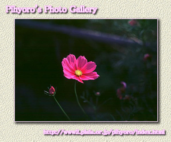 _poster04.jpg (66052 oCg)